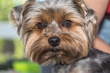 yorkshire terrier portresi
