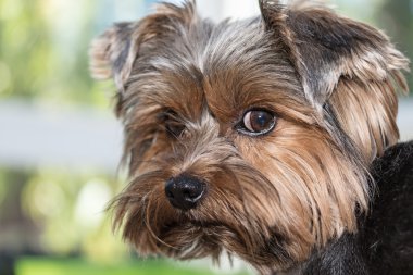 Yorkshire Teriyeri