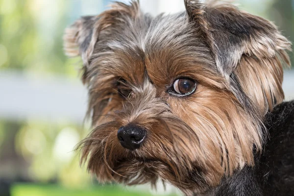 O Terrier de Yorkshire — Fotografia de Stock