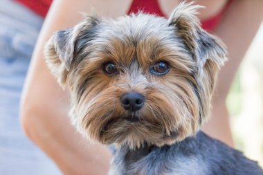 Yorkshire terrier kesme için hazırdır