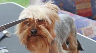 Yorkshire terrier teline kesme