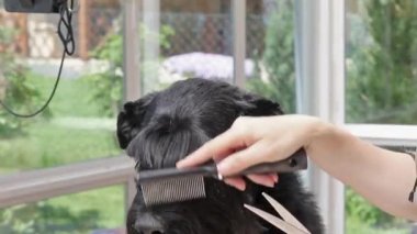 Dev Schnauzer köpek damat