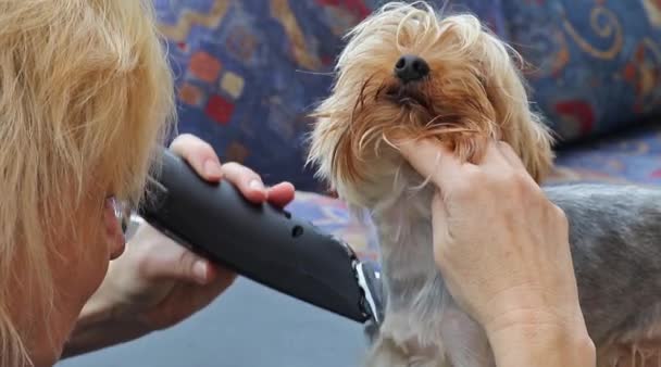 Curare il petto e pedone del cane — Video Stock