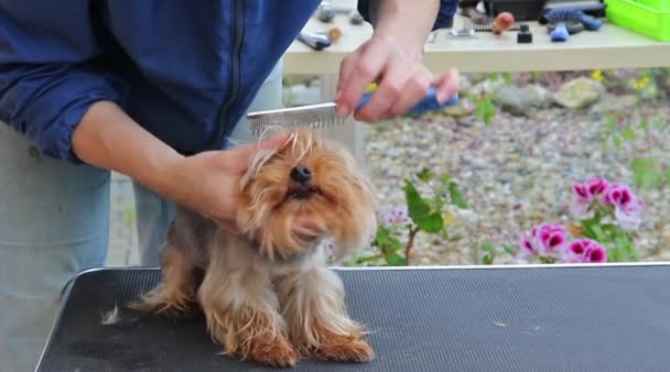 Pettinando capelli del terrier di yorkshire — Video Stock
