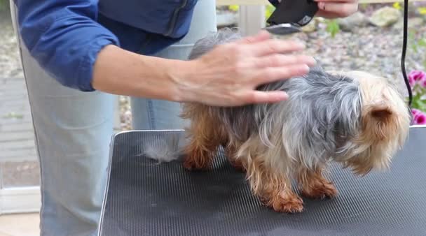 Grooming yorkshire terrier — Stockvideo