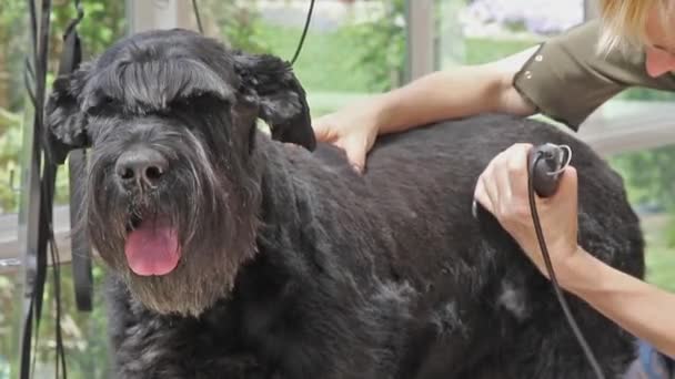 Груминг гигантской шнауцеровской собаки по бритве — стоковое видео