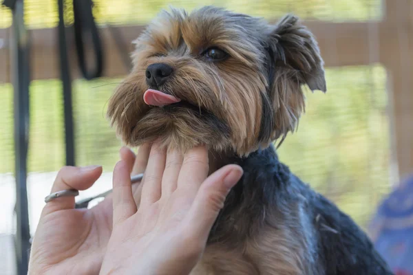 Encantador Yorkshire Terrier — Foto de Stock