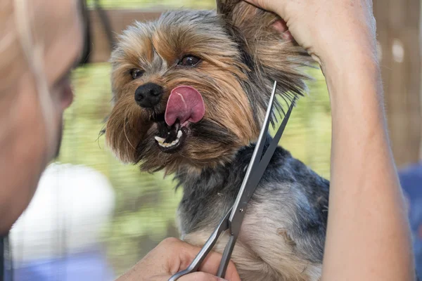 Adorável Yorkshire Terrier se destaca sua língua — Fotografia de Stock