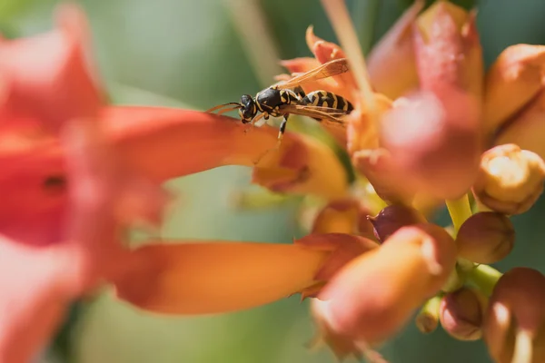 Close up view of the wasp — Stok fotoğraf