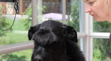 Dev siyah Schnauzer damat