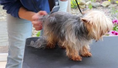 Yorkshire terrier damat tamamlamak