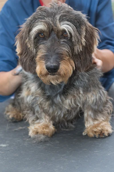 Retrato do cabelo de fio Dachshund tratado — Fotografia de Stock