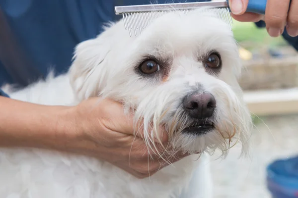 Kamma det vita Maltesiska dog — Stockfoto