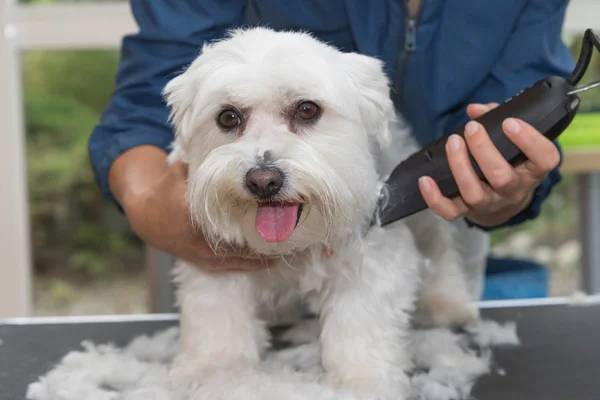 Trimming the Maltese dog by electric razor — Stock Photo, Image