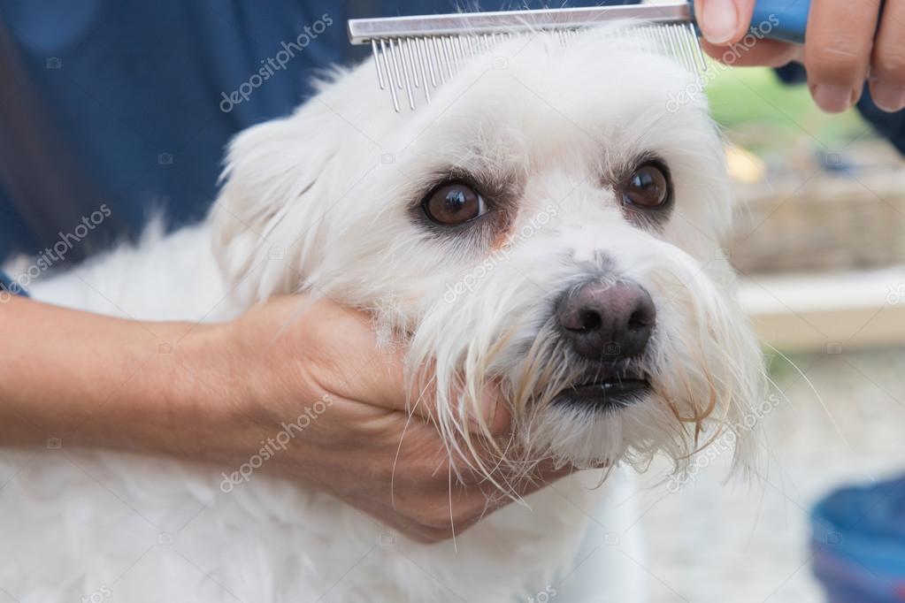 Combing the white Maltese dog Stock Photo ©frank11 84022068
