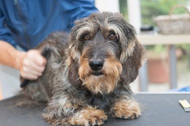 Şirin Dachshund kırpma