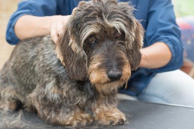 Dachshund ne yazık ki kameraya bakıyor