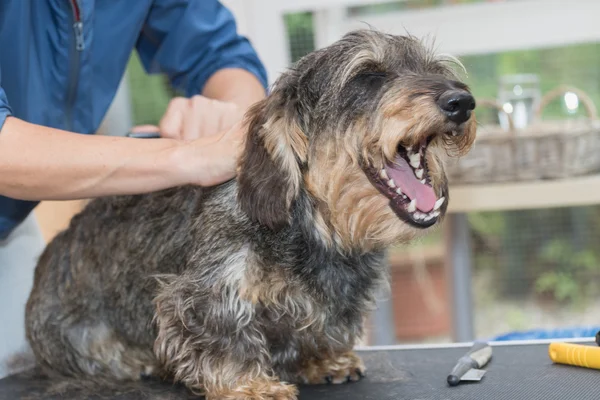 Χαμογελώντας είδος γερμανικού κυνηγετικού σκύλου κατά τη διάρκεια την περιποίηση — Φωτογραφία Αρχείου
