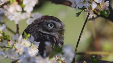 Küçük baykuşun çiçek açan bir meyve ağacının dalında oturduğunu gösteren görüntüler.. 