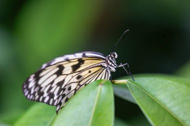 Kağıt uçurtma kelebeği ya da pirinç kağıdı kelebeği (fikir lökositi) yeşil bitkinin yakın planında oturuyor..