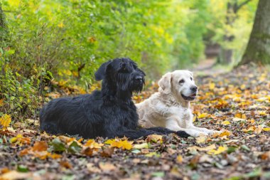 Golden retriever köpeği ve Big Black Schnauzer köpeği sonbahar parkında yolda yatıyorlar. Yatay olarak. 