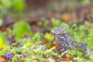 Küçük baykuş ormanda poz veriyor. Yatay olarak.