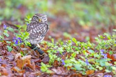 Küçük baykuş ormanda mor menekşe çiçeklerinin yanında oturuyor. Baykuş kameraya bakıyor. Yatay olarak.