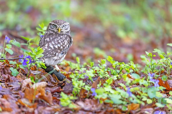 Küçük baykuş ormanda mor menekşe çiçeklerinin yanında oturuyor. Baykuş kameraya bakıyor. Yatay olarak.