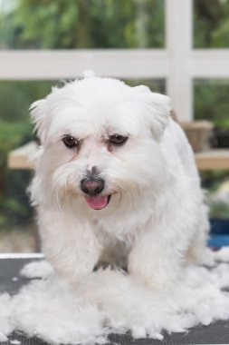 Malta köpeği kesilmiş saç yığını içinde duruyor