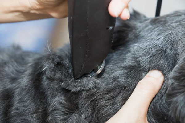 Closeup view of the trimming of the black dog — Stock Photo, Image