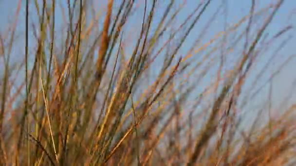 La hierba moviéndose en el viento — Vídeos de Stock