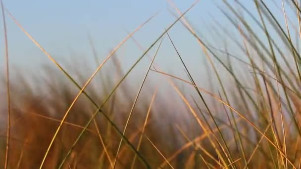Rumput bergerak dalam angin dengan nada cahaya emas — Stok Video
