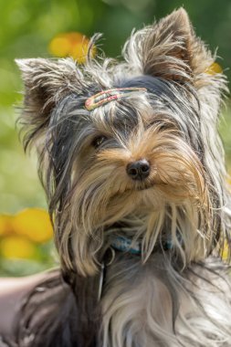 portre sevimli yorkshire Terrier
