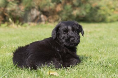 Çimlerin üstünde dev siyah schnauzer köpek yavrusu
