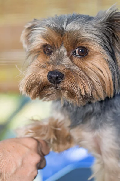 Yorkshire terrier är pistade — Stockfoto