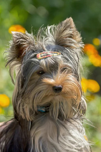 Portrait of cute Yorkshire terrier — Stock Photo, Image