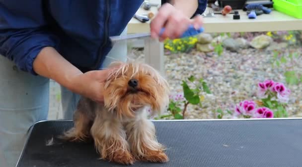 Grooming yorkshire terrier — Stockvideo