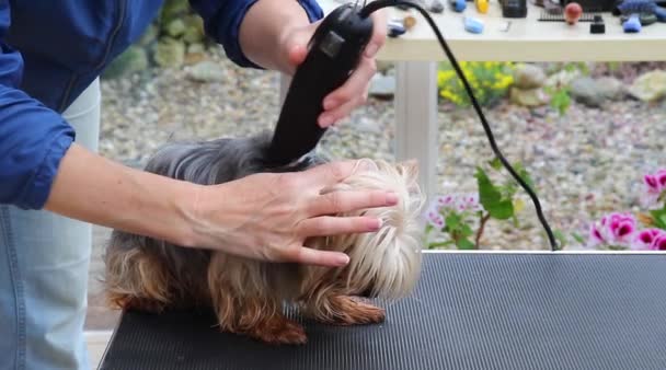 Grooming de hond door elektrisch scheerapparaat — Stockvideo