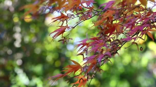 Zweig des Japanischen Ahorns im Wind — Stockvideo