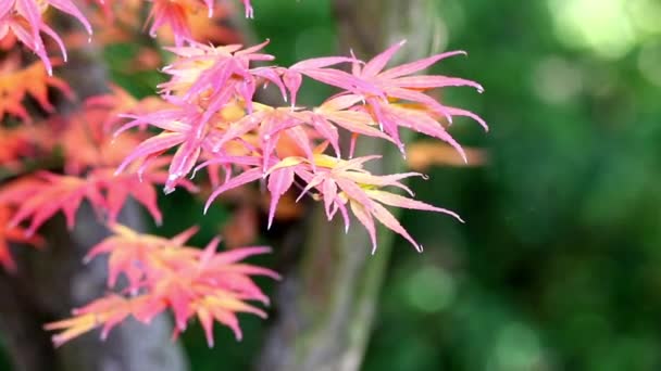 Closeup of japanese maple leaves — Stock Video