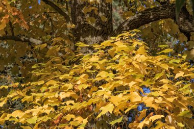 sarı renkli yaprakları ile süslenen ağacı