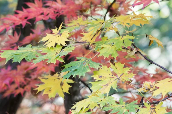 Hojas de arce verde amarillo y rojo — Foto de Stock