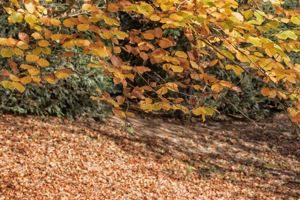 Tak van herfst beuken boom closeup — Stockfoto