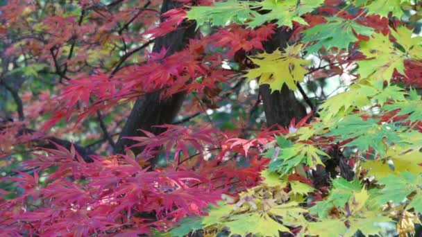 Green, yellow and red maple leaves — Stock Video