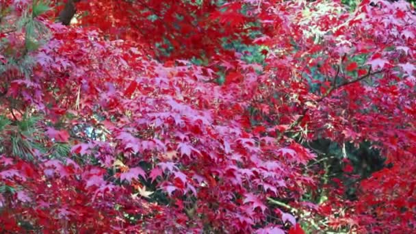 Листья красного японского клена — стоковое видео