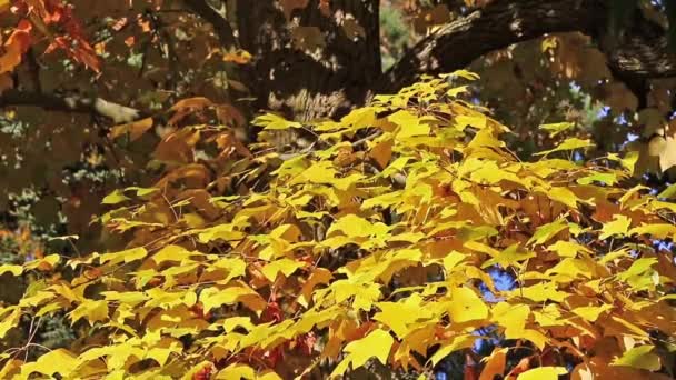 Ramo d'albero con foglie di colore giallo brillante — Video Stock