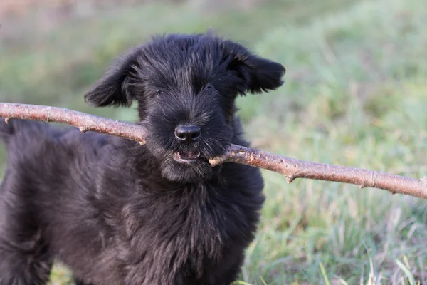 Fekete Óriás Schnauzer kutya kölyök portréja — Stock Fotó