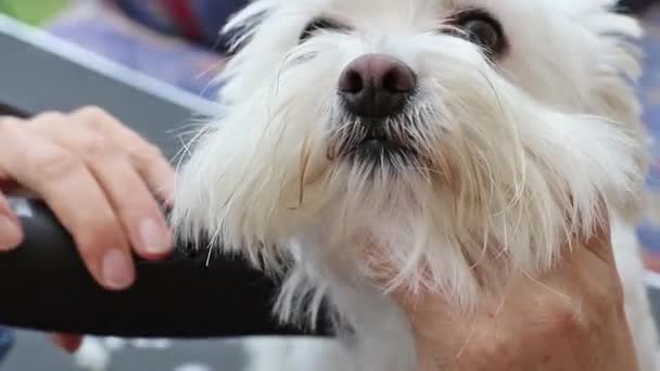 Груминг мальтийской собаки крупным планом — стоковое видео