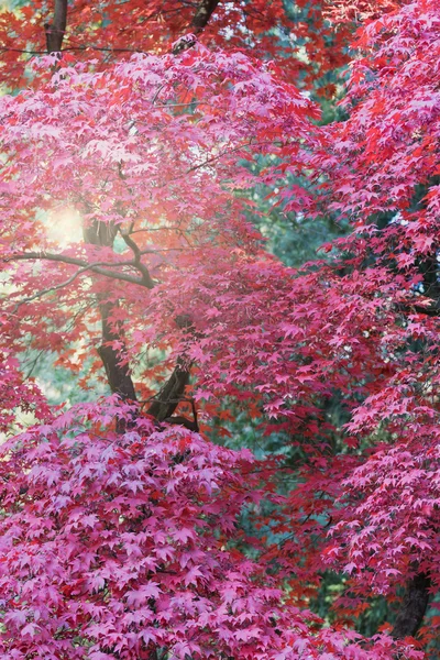 Vermelho japonês bordo árvore — Fotografia de Stock