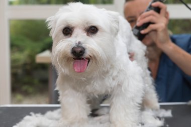 Sevimli beyaz Malta köpek köpek salonu var